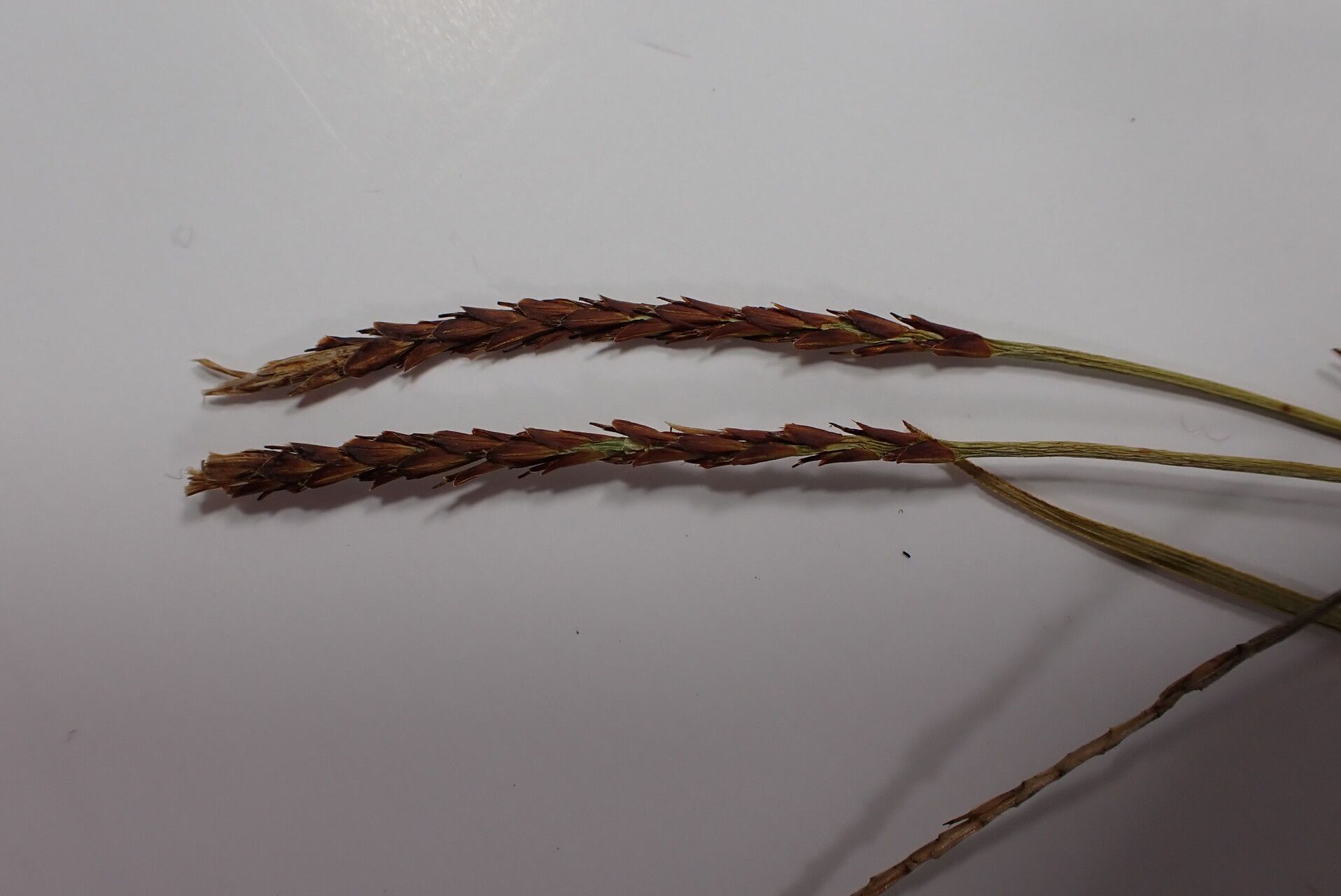 Carex esenbeckii flower