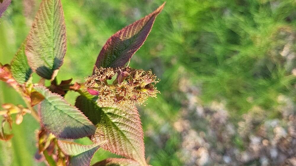 Prunus himalayana flower