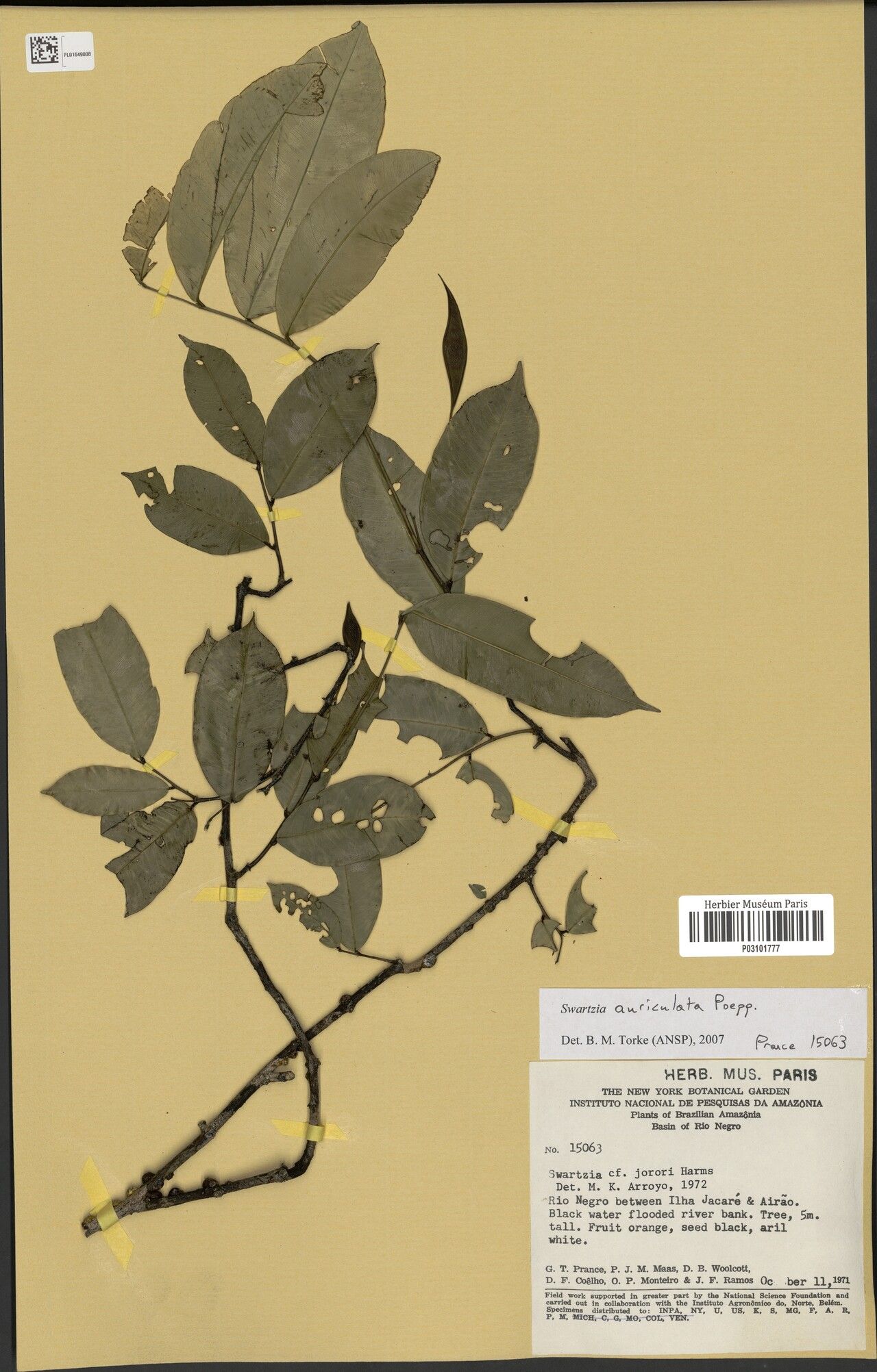 Swartzia auriculata leaf