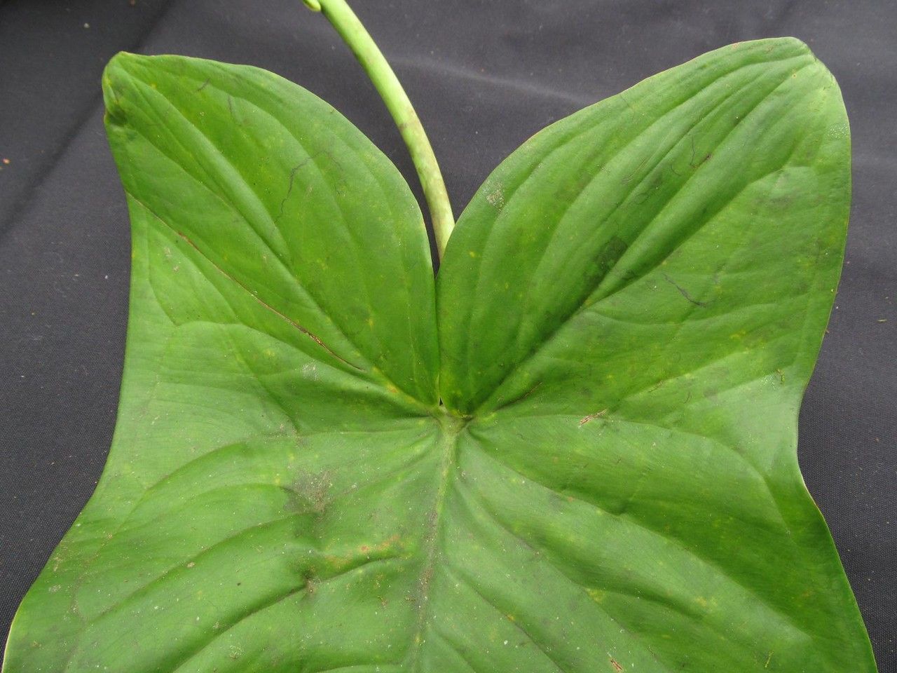 Syngonium hastiferum leaf