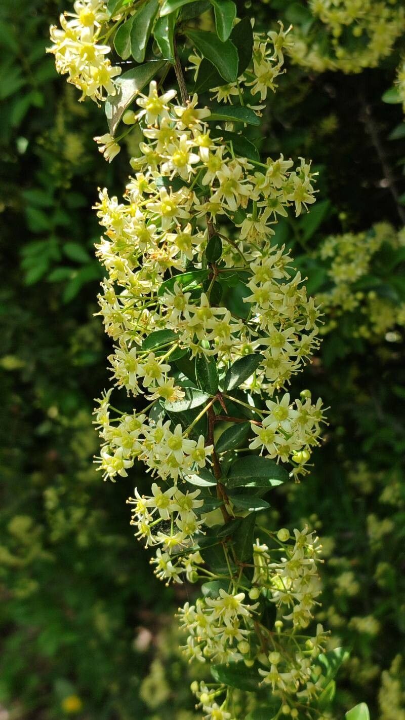 Putterlickia pyracantha flower