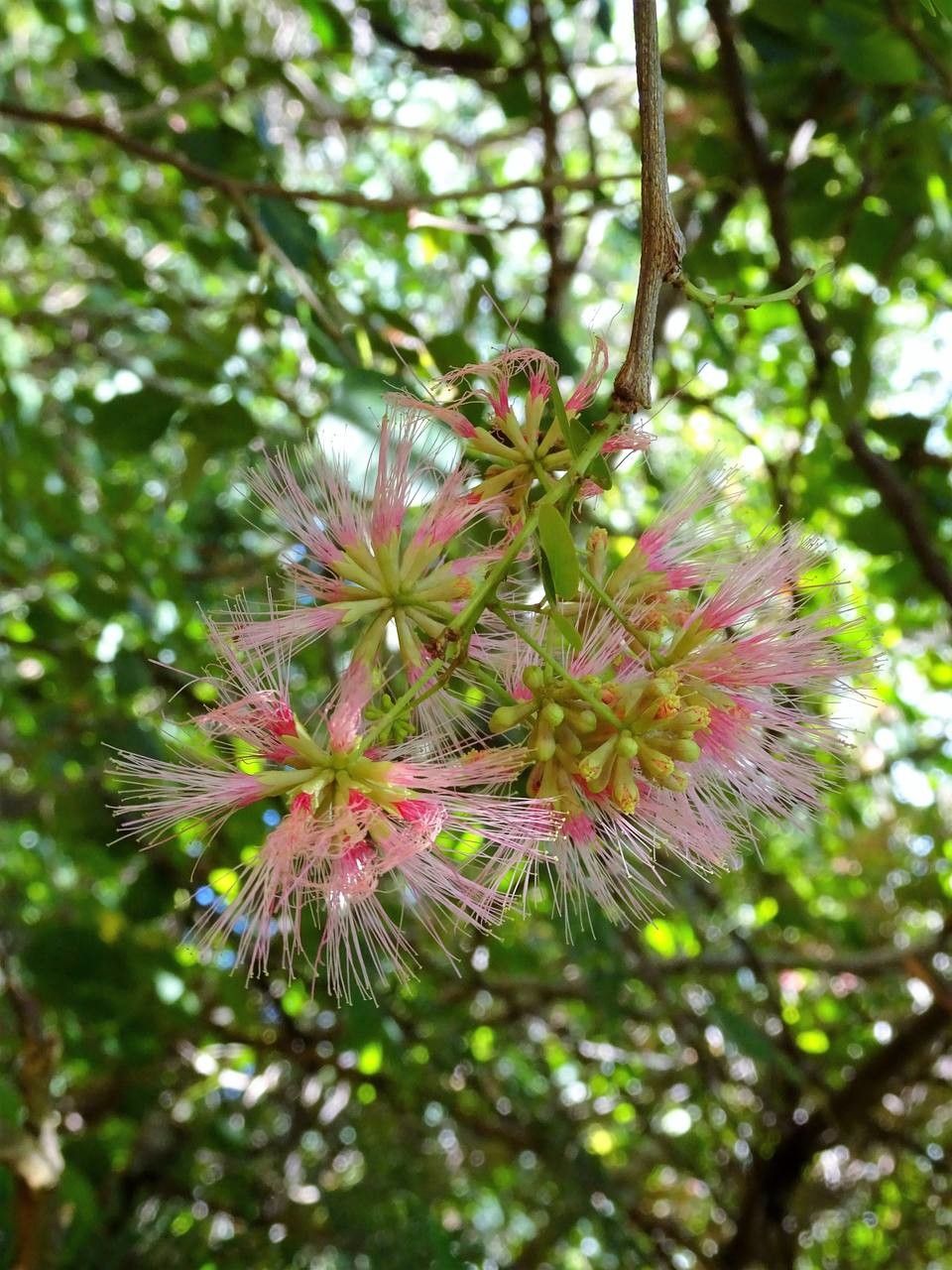 Pithecellobium unguis-cati fruit
