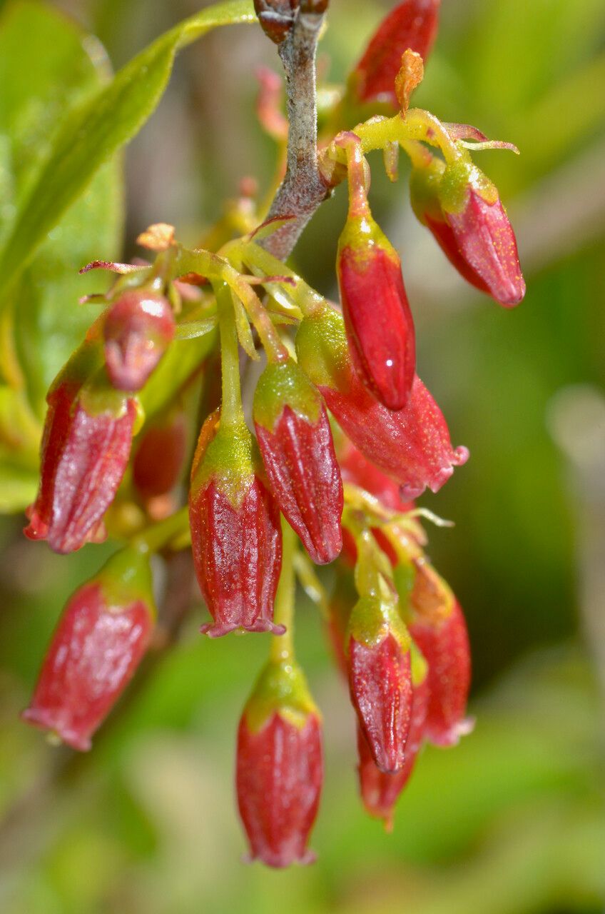 Gaylussacia baccata flower