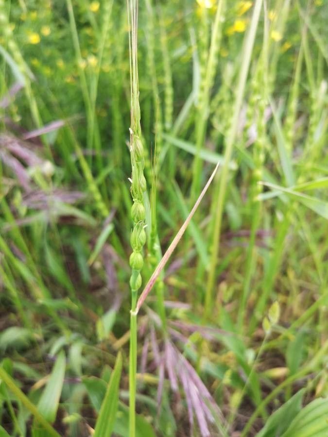 Aegilops cylindrica fruit
