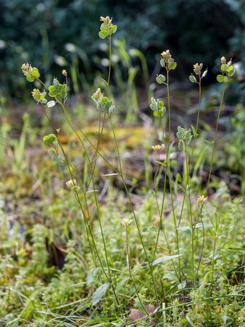 Biscutella didyma fruit