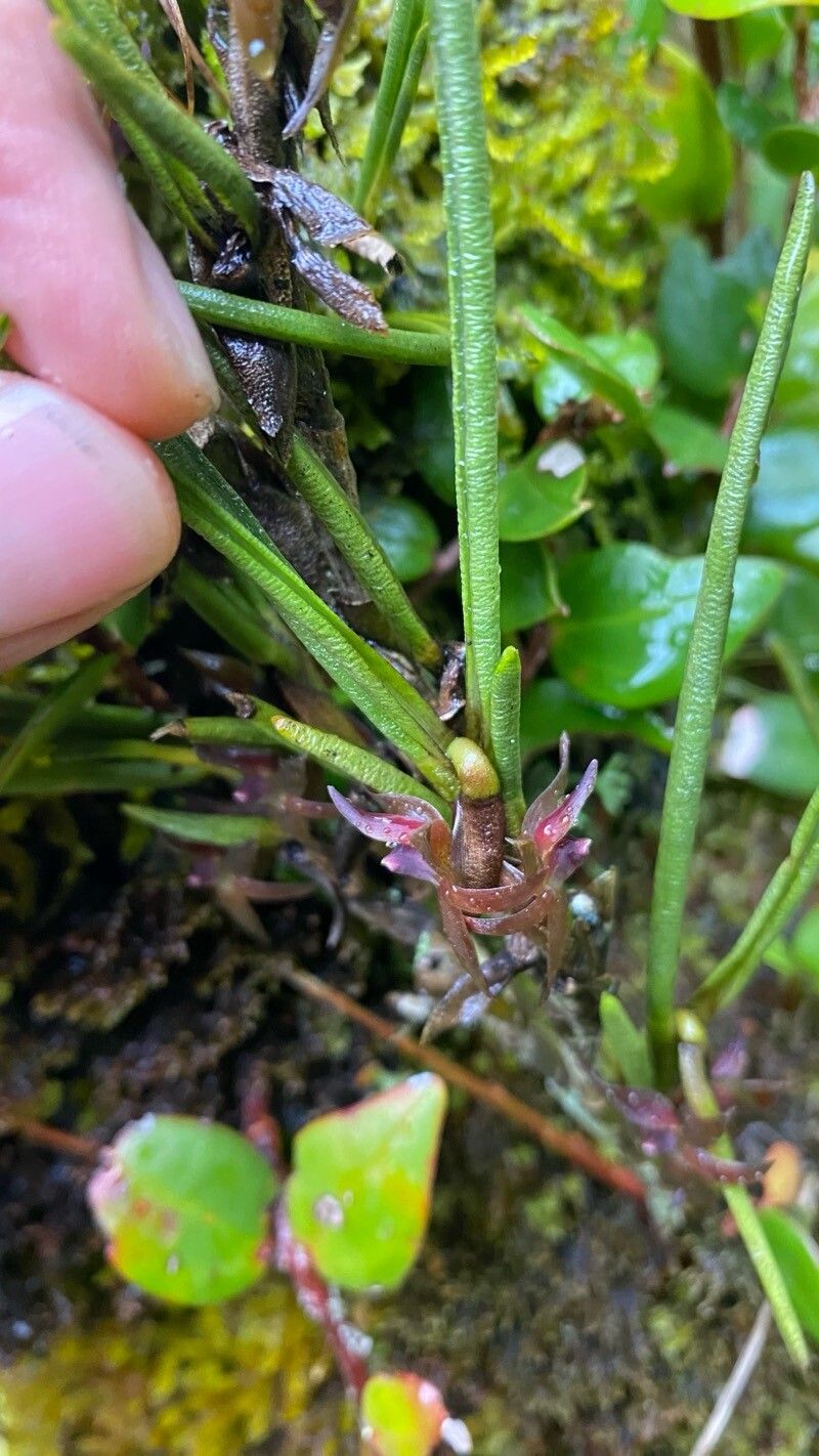 Epidendrum lancilabium flower
