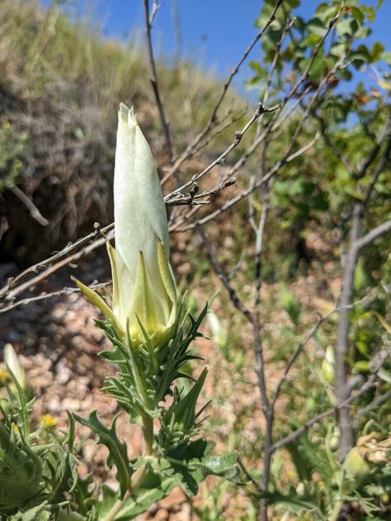 Mentzelia decapetala flower