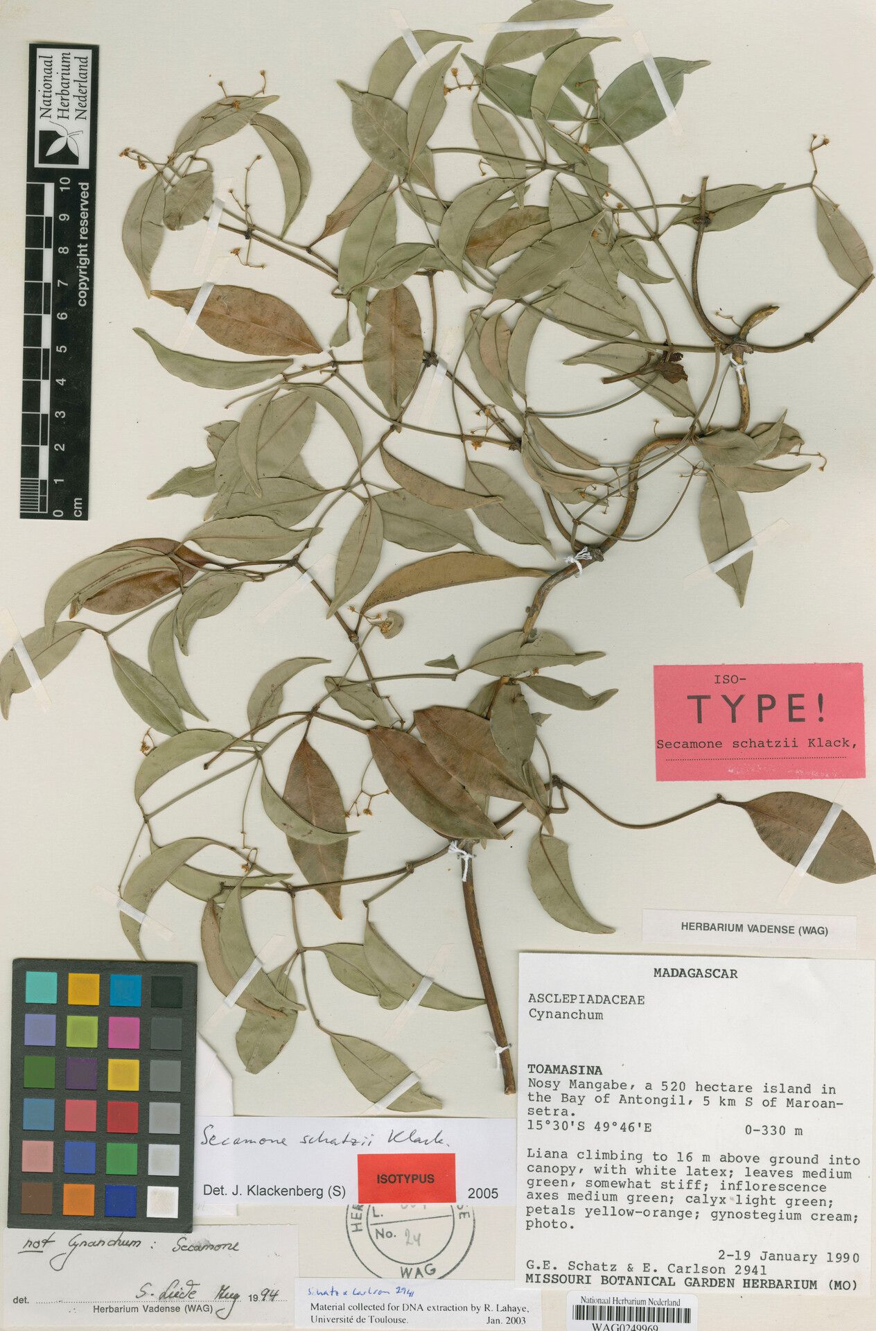 Secamone schatzii — houseplant care guide