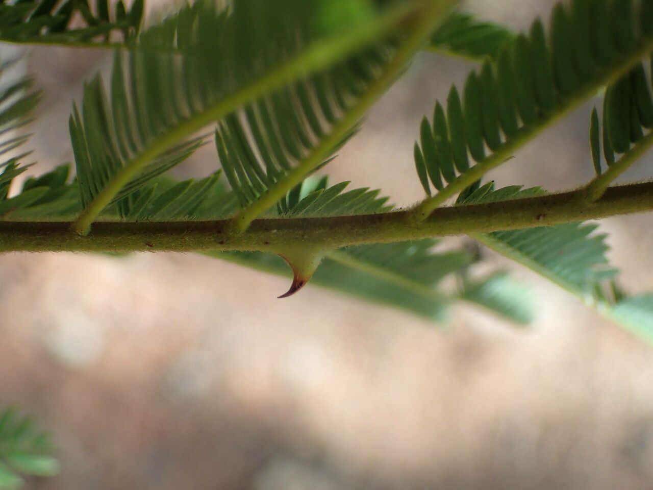 Senegalia macrostachya — houseplant care guide