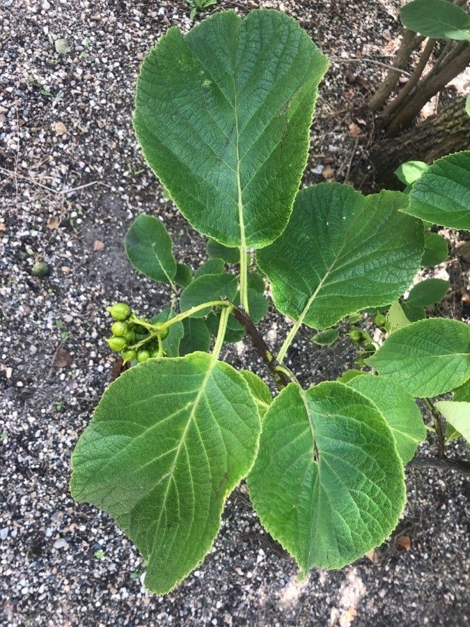 Ehretia macrophylla — search result for 'Ehretia'