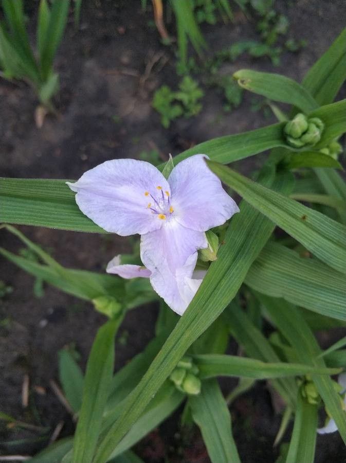 Tradescantia reverchonii flower