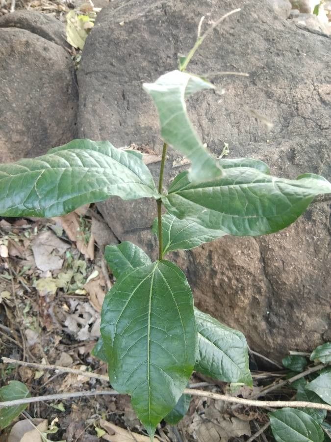 Strychnos potatorum — houseplant care guide