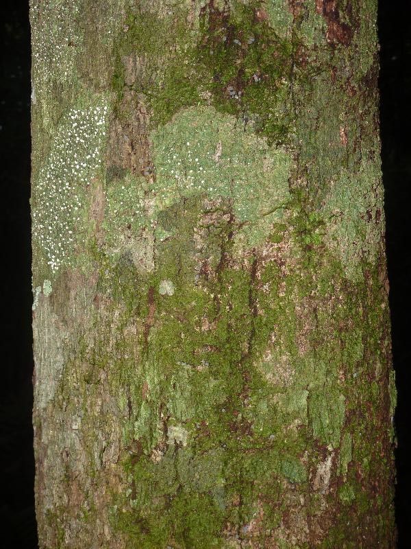 Micropholis acutangula bark