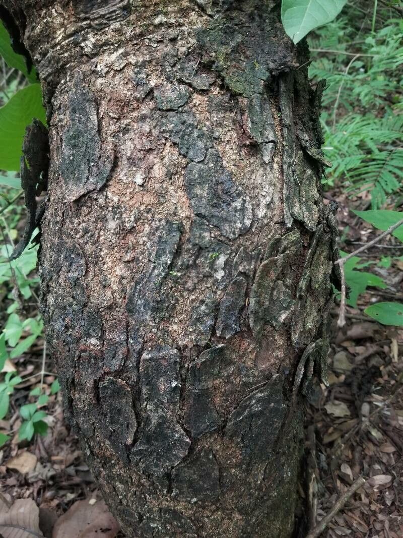 Lysiloma auritum bark