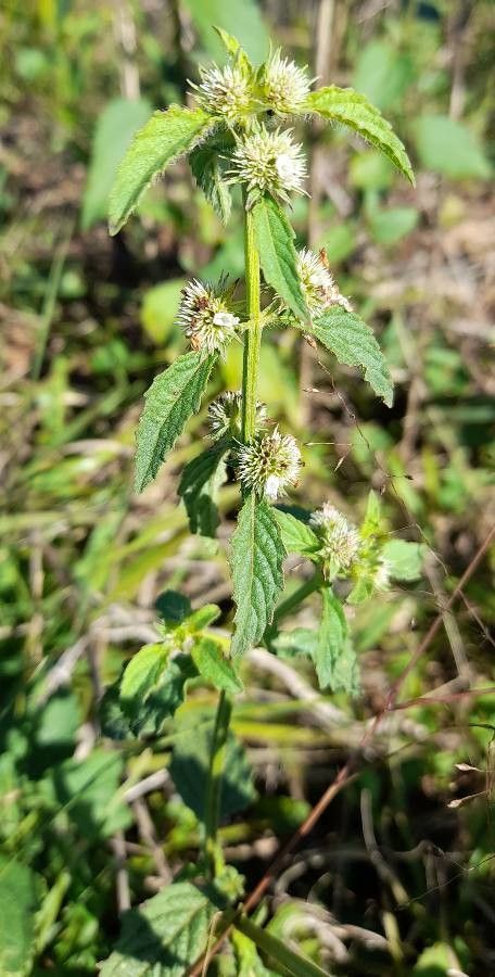 Hyptis brevipes habit