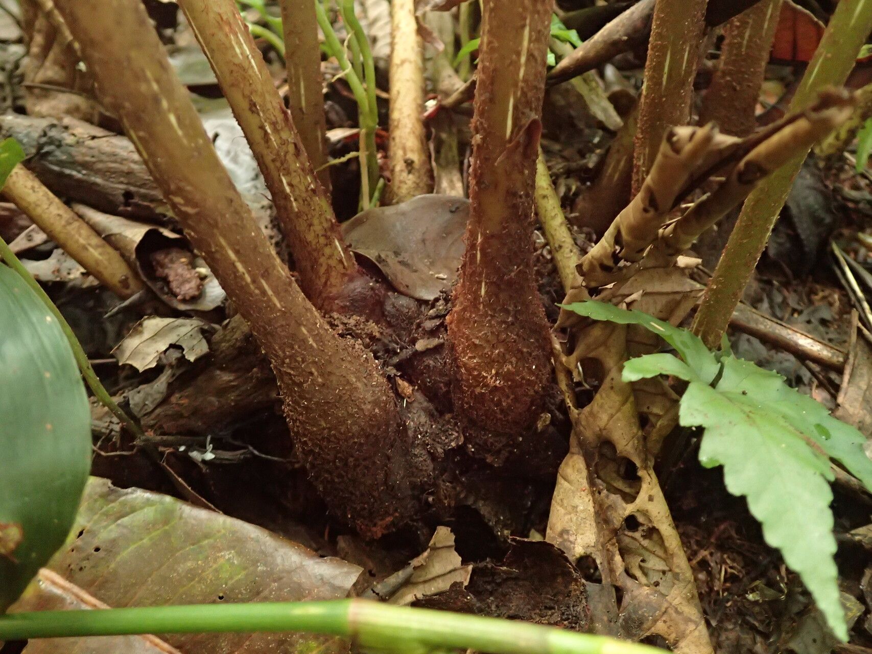 Ptisana senterreana other