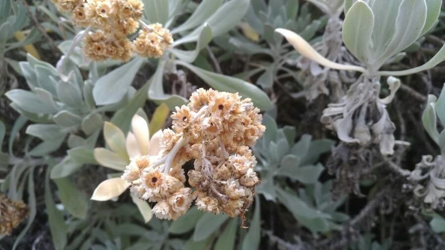 Pseudognaphalium sandwicensium flower