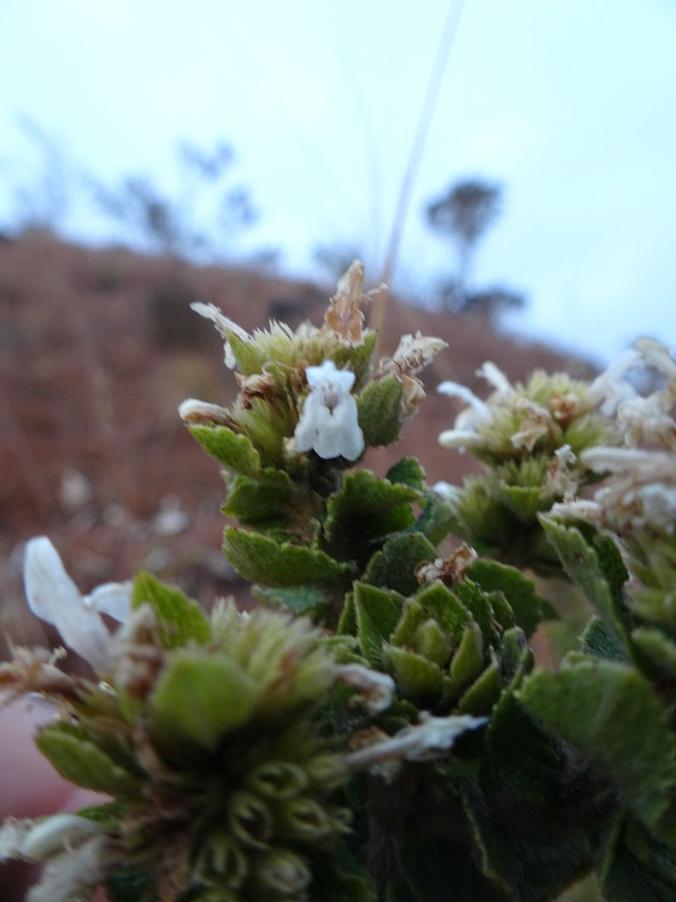 Clinopodium robustum flower