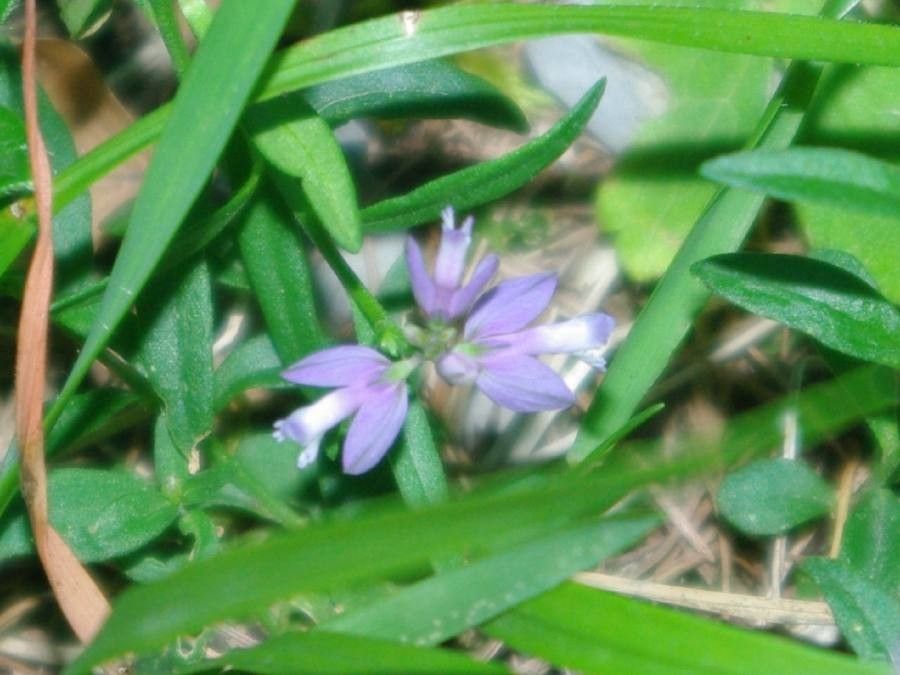 Polygala alpina flower