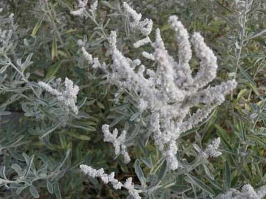 Aerva javanica flower