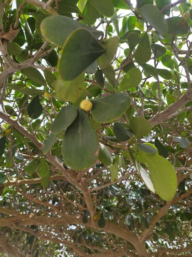 Clusia flava — search result for 'Clusia'