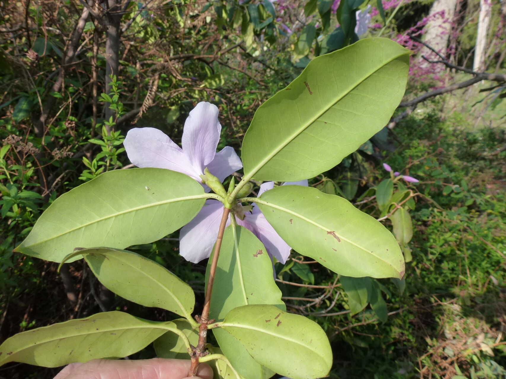 Rhododendron moulmainense — search result for 'Myanmar'