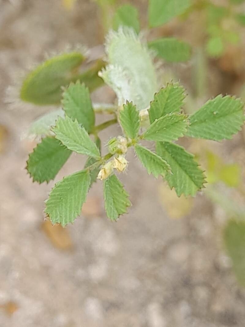 Medicago radiata — houseplant care guide