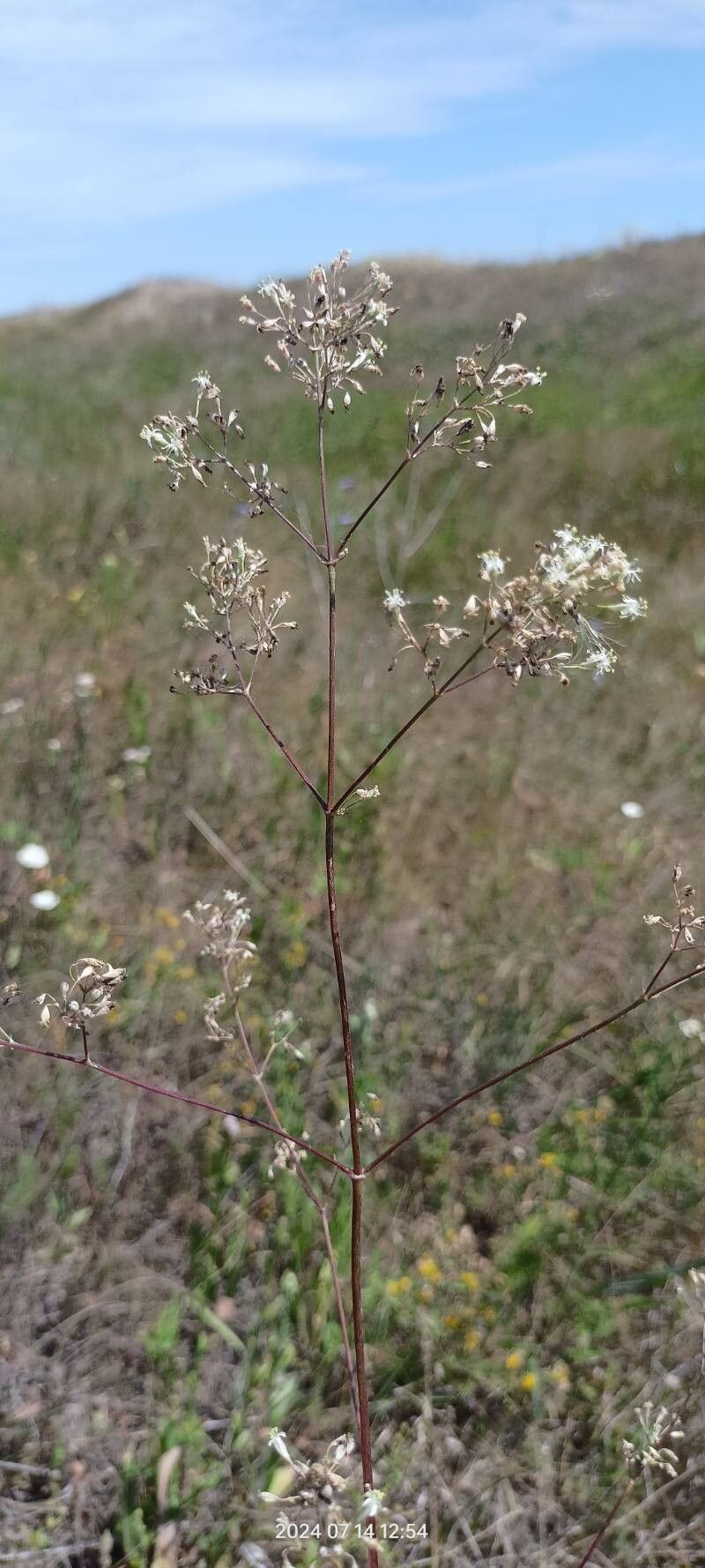 Silene wolgensis — houseplant care guide