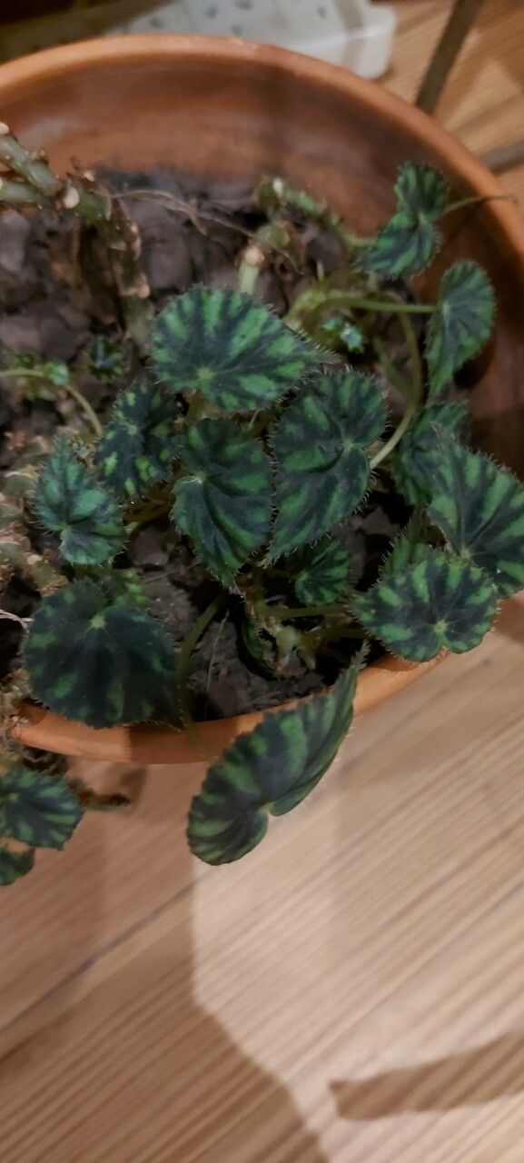 Begonia cleopatrae — search result for 'Begonia'
