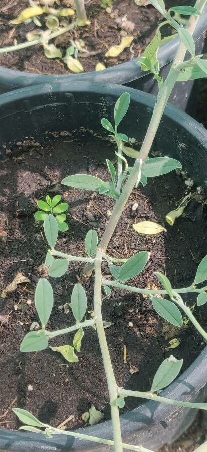 Indigofera oblongifolia habit