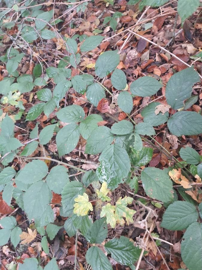 Rubus foliosus — search result for 'Rubus'