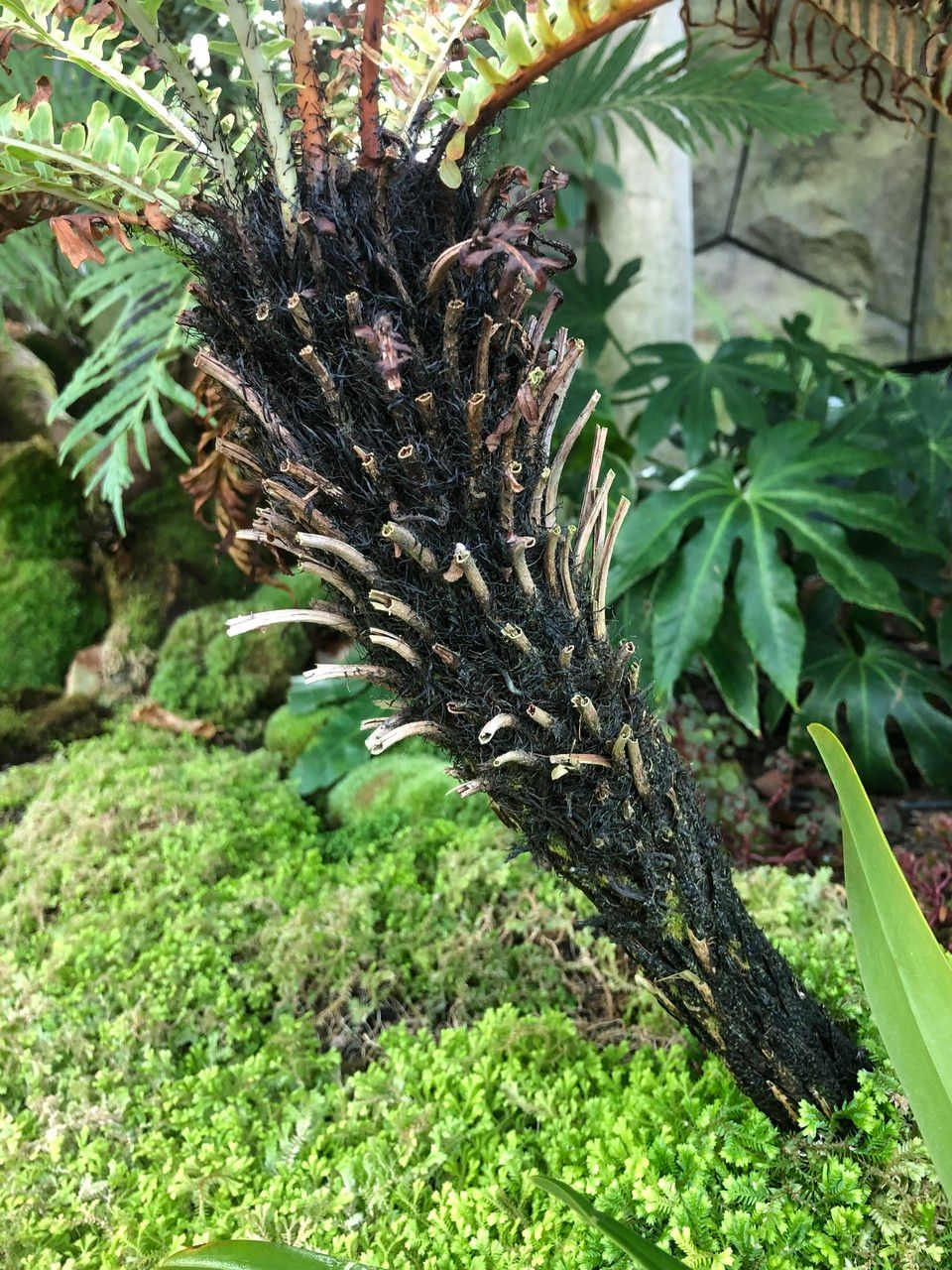 Oceaniopteris gibba fruit