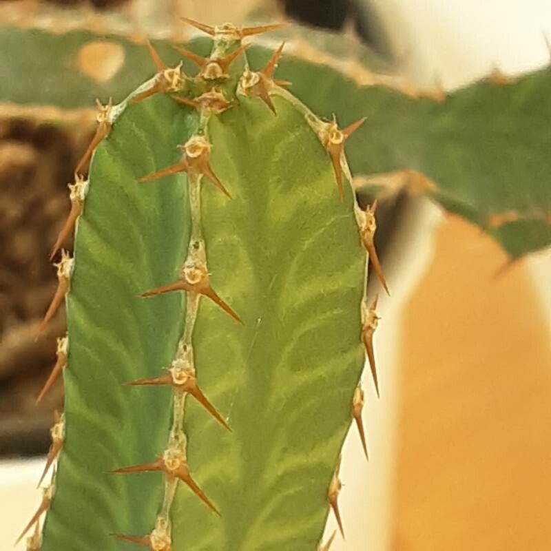 Euphorbia pseudocactus flower