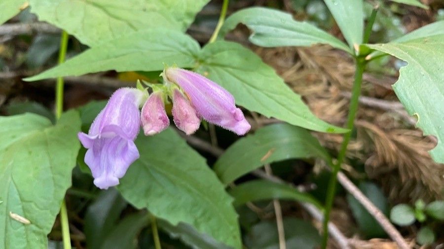 Nothochelone nemorosa flower