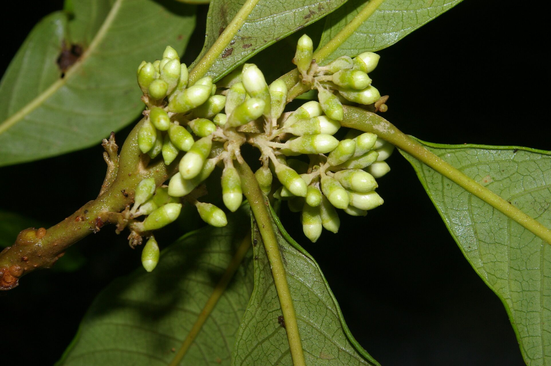 Aegiphila valerioi flower