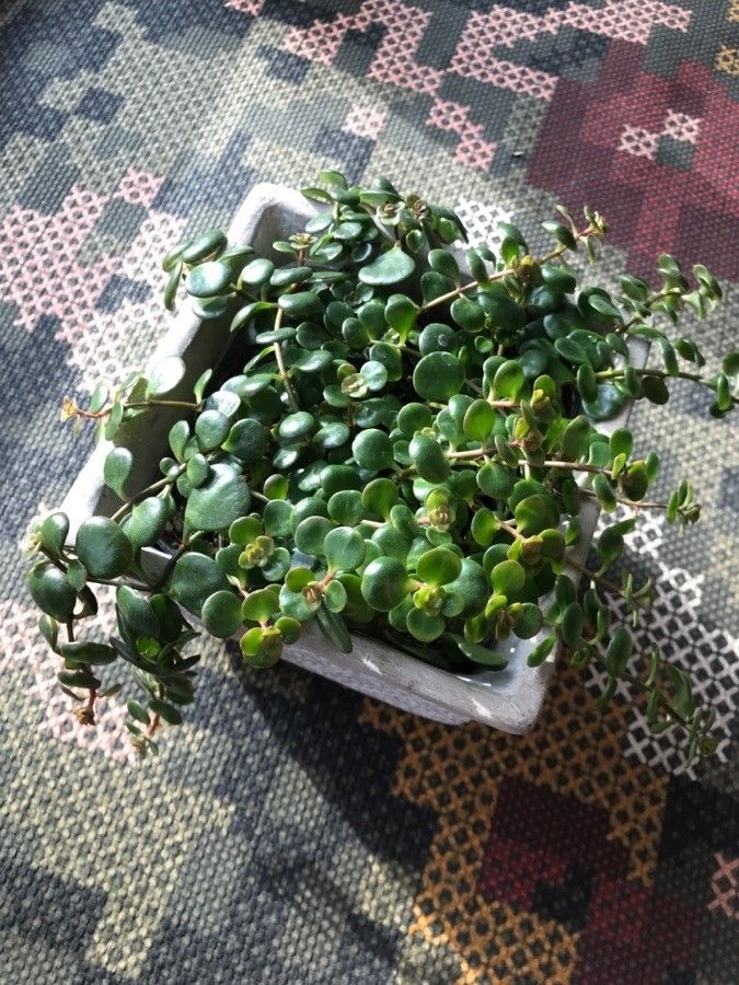 Sedum tetractinum leaf