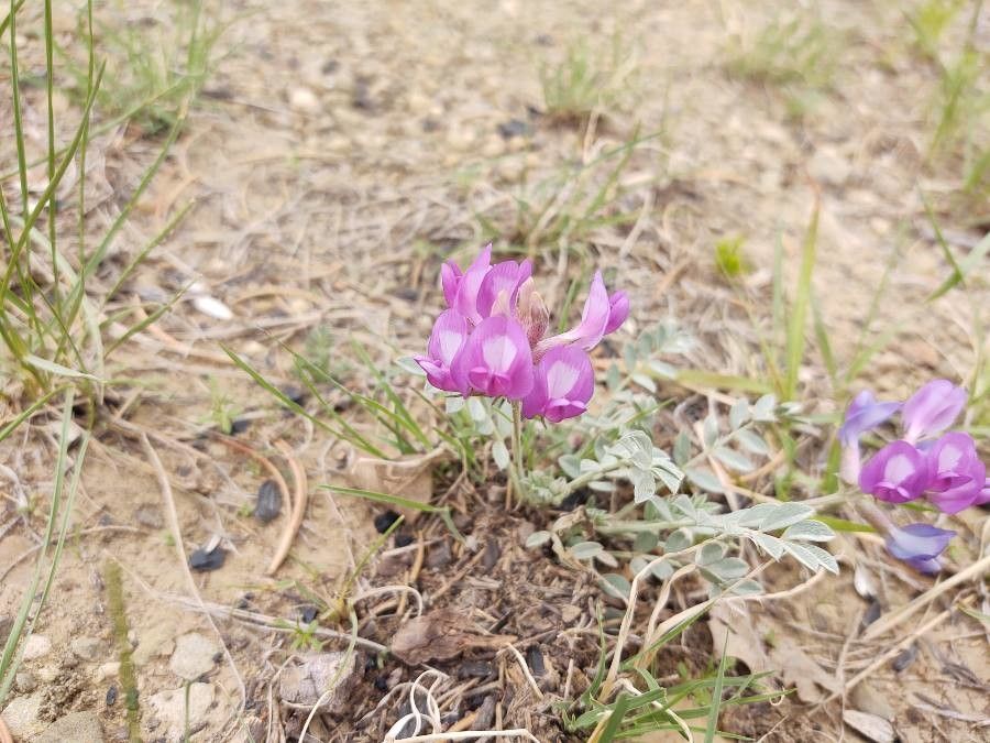 Astragalus nuttallianus flower