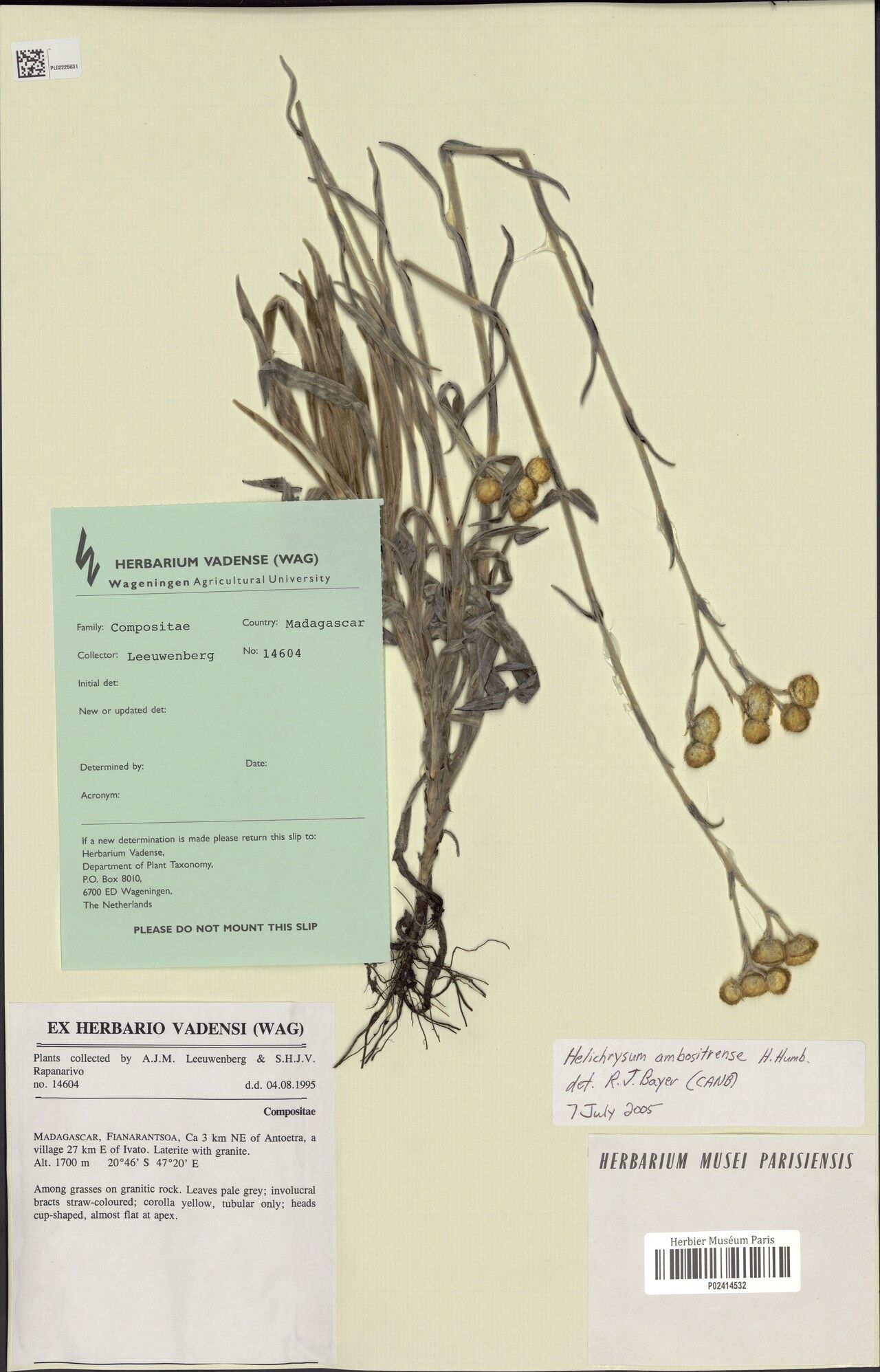 Helichrysum ambositrense — houseplant care guide