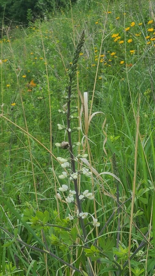 Baptisia alba flower