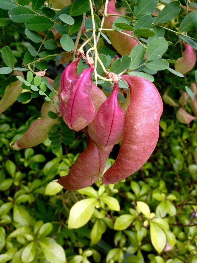 Colutea arborescens fruit