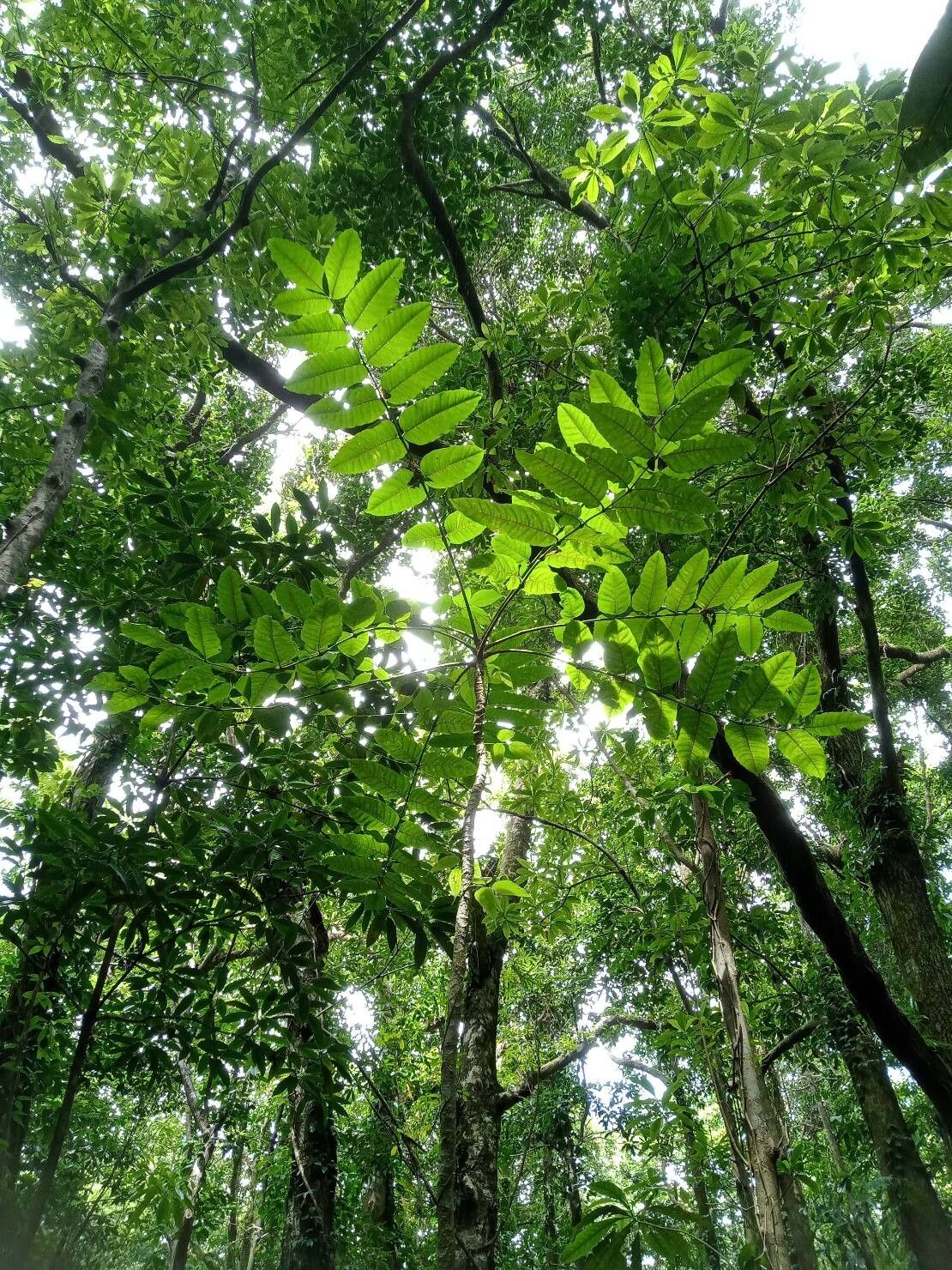 Polyscias aemiliguineae