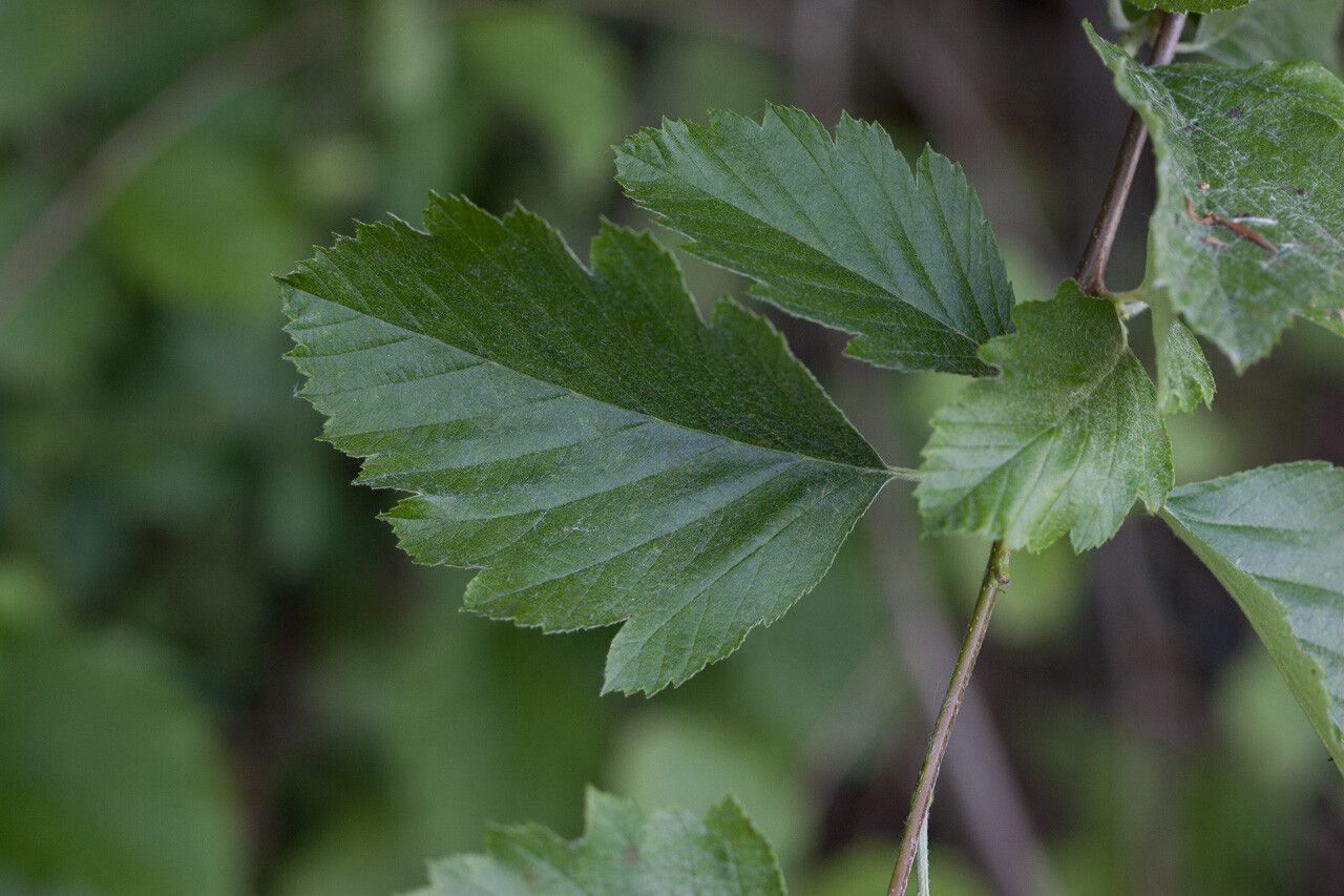Karpatiosorbus remensis leaf
