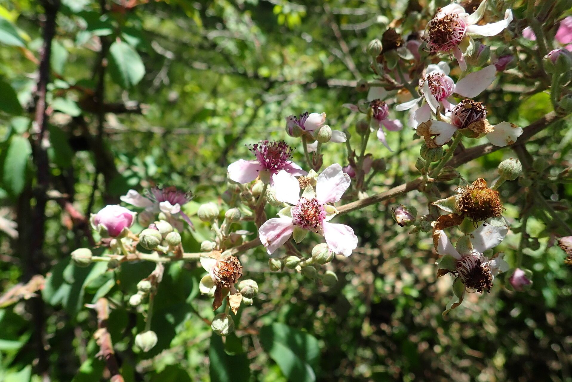 Rubus steudneri flower