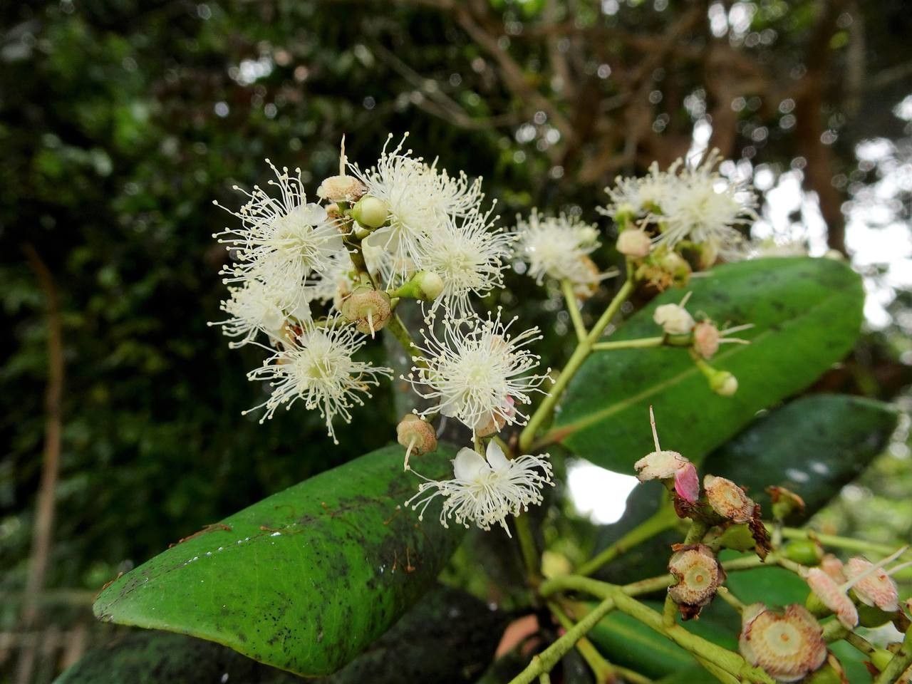 Pimenta racemosa fruit