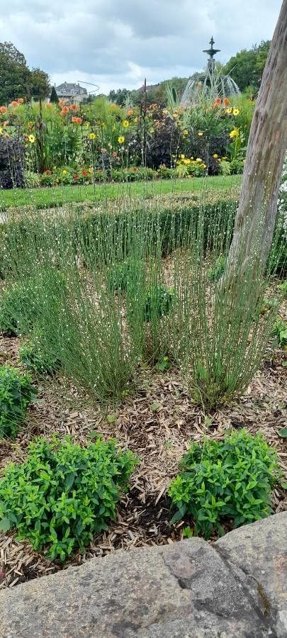 Polygonum scoparium habit