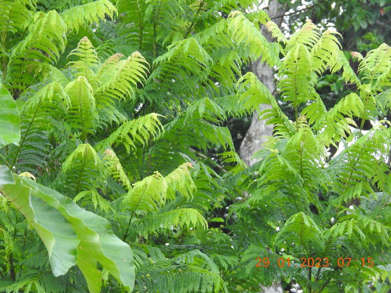 Jacaranda obtusifolia habit