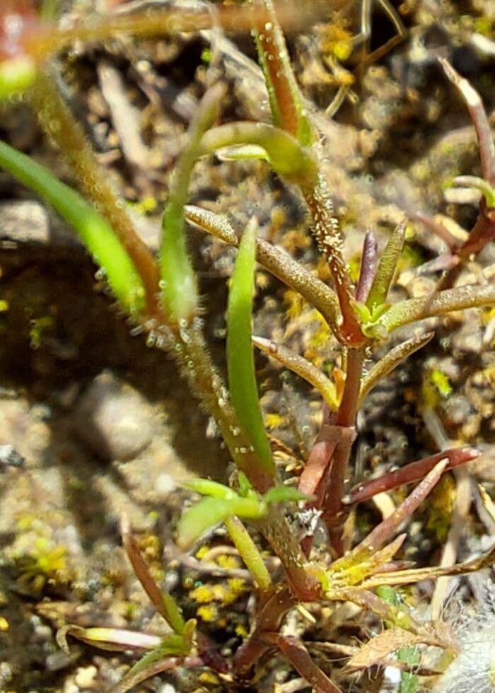 Arenaria conimbricensis — houseplant care guide