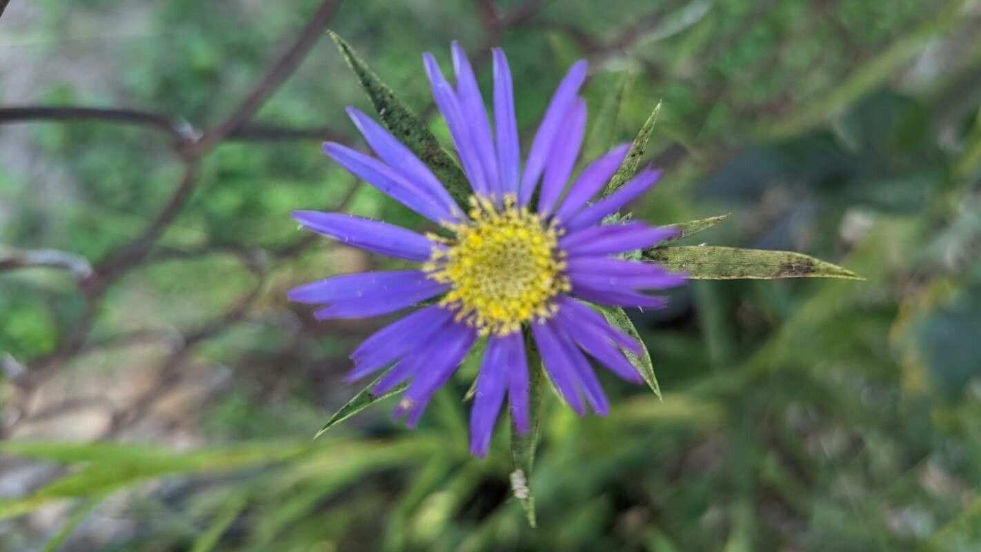 Eurybia hemispherica flower