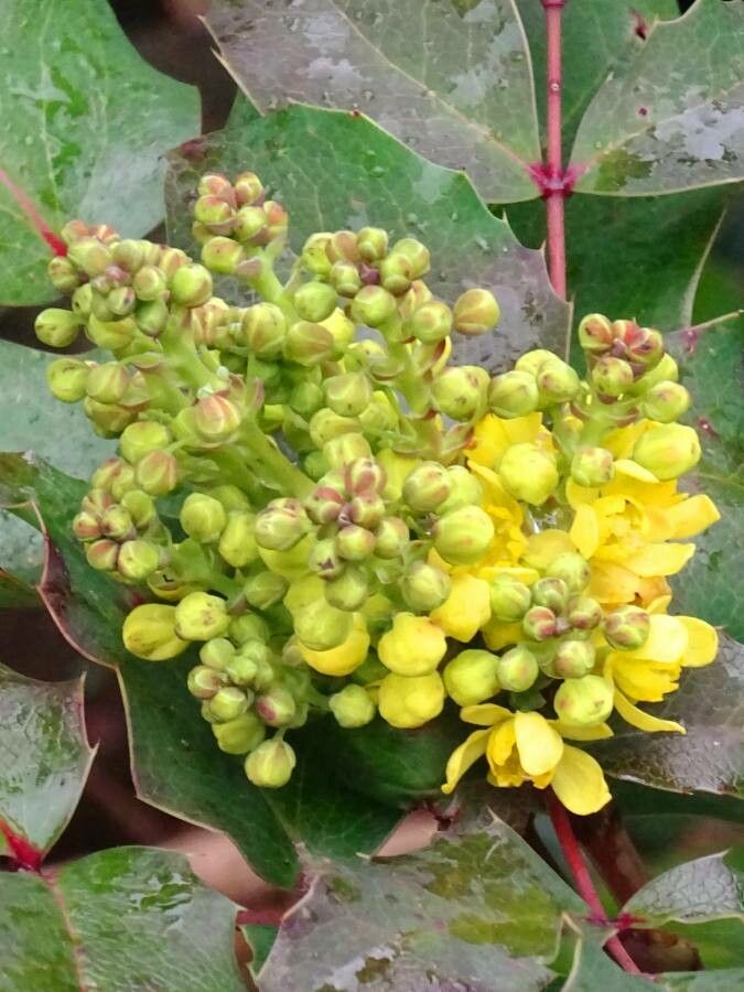 Berberis repens flower