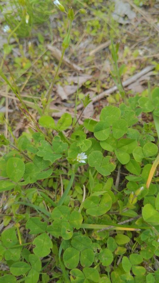 Oxalis trilliifolia flower